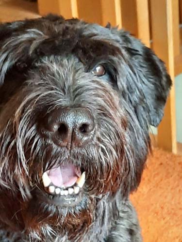 Bouvier DAIK vd BINGER HOH